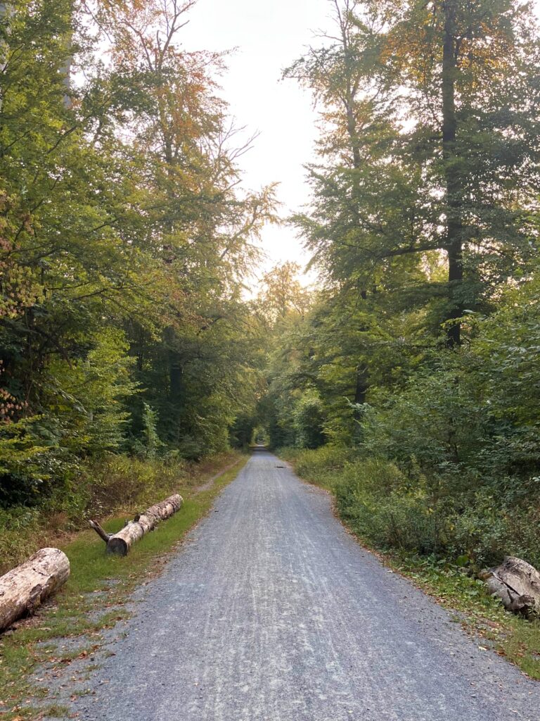 Mittlerweile verhindern Baumstämme das Parken im Wald.
